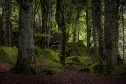 Alone-into-the-magic-green-wood-WEB-1200.jpg
