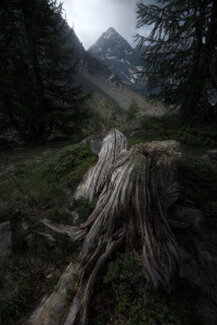 Radice contorta nel bosco montano con luce soffusa