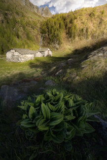 Antica baita in pietra nei pascoli alpini dei Laghi di Porcile in Val Tartano, circondata dalla vegetazione e dalle montagne